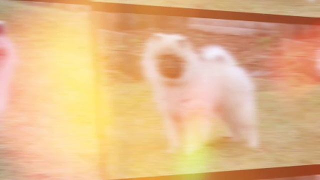 Щенок кеесхонда Алмазный источник Яшма Уральская.