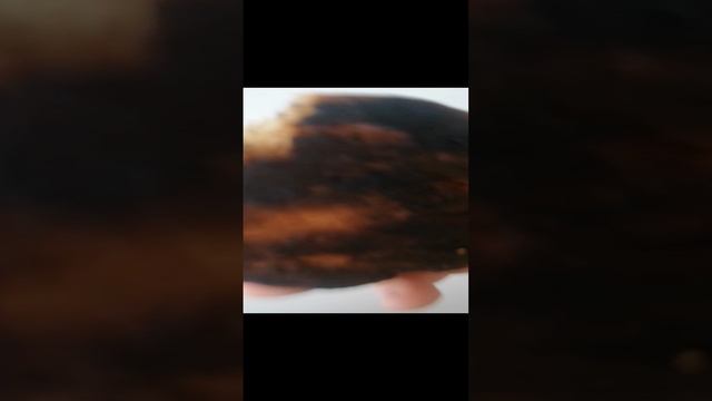 VID_20241102_110627.mp4