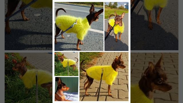 Ваши любимые питомцы в одежде связанной мною 🥰✌️.mp4