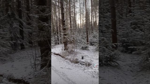 лес