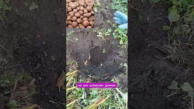 Зелёный пион. Пошаговая инструкция по посадке.