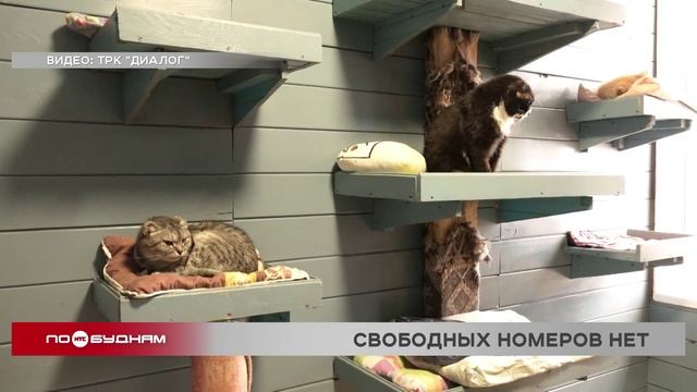 Приют "Кошкин дом" для передержки животных в Усть-Куте приостанавливает работу