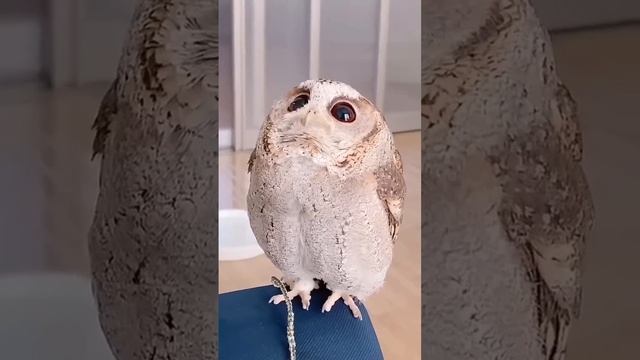 Икаро