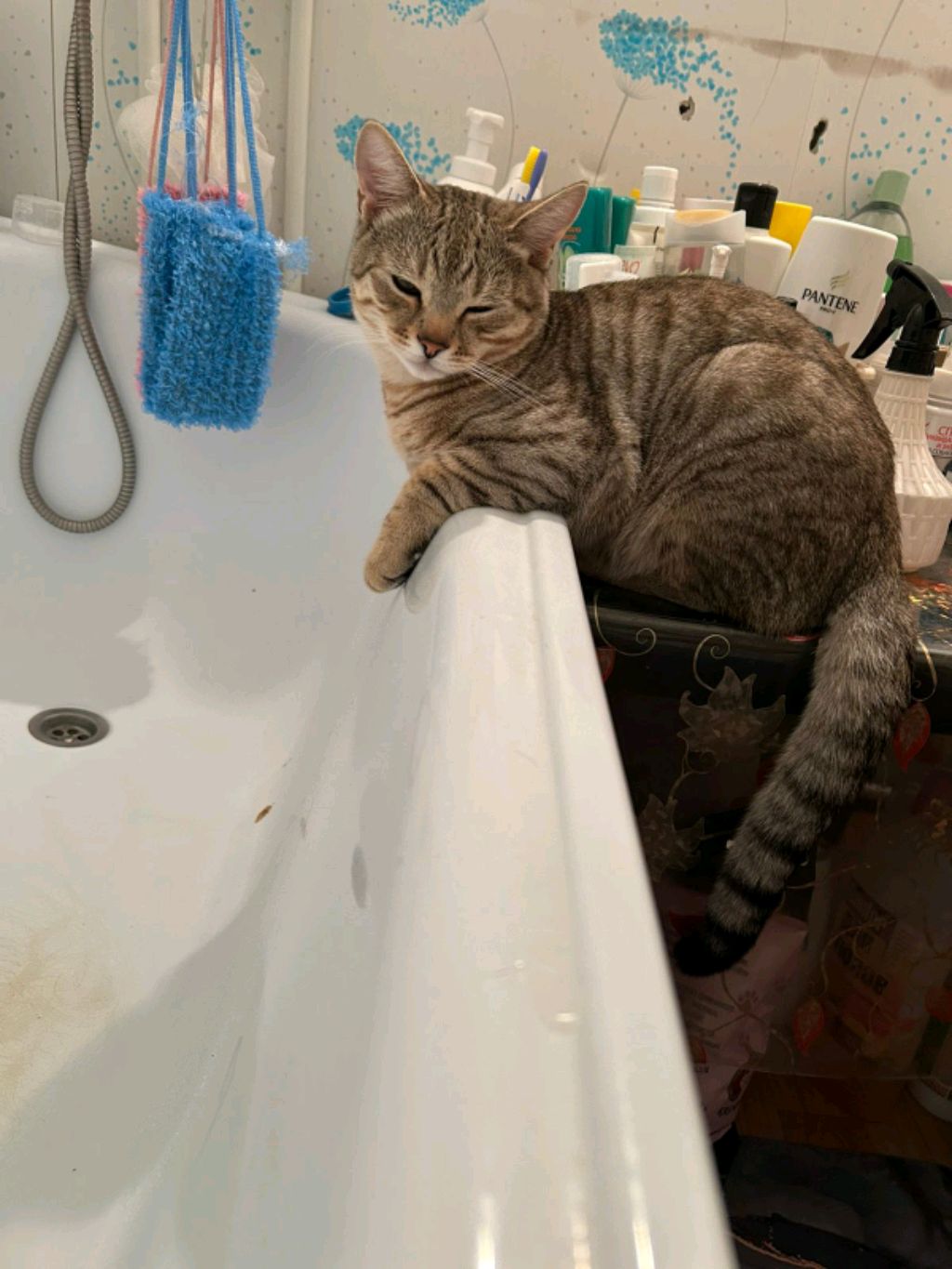 котик