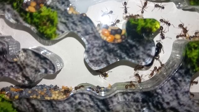 Жук олень жук щелкун и ещё 2е насекомых :)