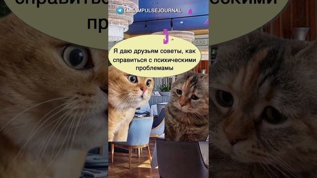 Мой совет #мыкотики #вмем #разговор #анекдот #шутки #кот #юмор #смешное #прикольно #мемы #cat