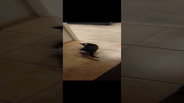 кот играет в футбол