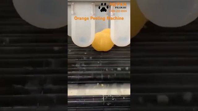 Мурка Станок для снятия кожуры с цитрусовых Mandarin orange peeling machine pilam.ru