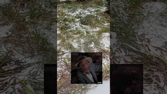 С утра уже снег❄