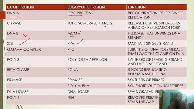 REPLICATION IN EUKARYOTES