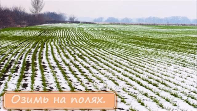 Песня "Осень" (Осень наступила, высохли цветы…)