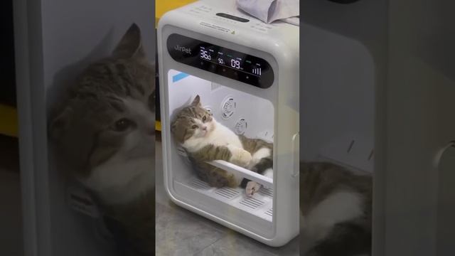 🐈На маркетплейсе нашли мини-баню для котиков.