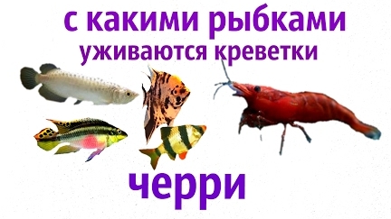 С какими рыбками уживаются креветки вишенки, ЧЕРРИ !?!(Neocaridina Heteropoda var. Red )