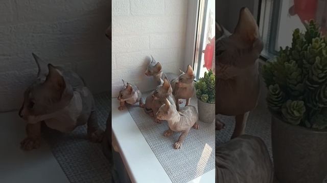 Котятя сфинксы