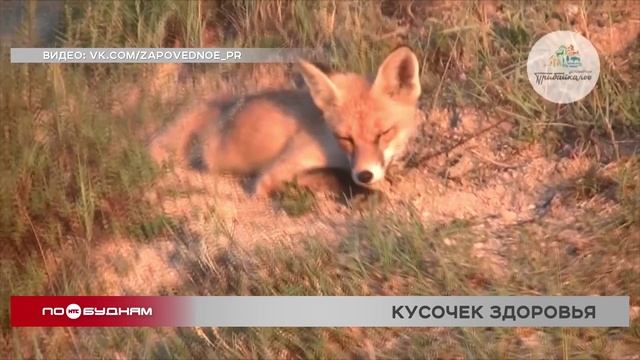 25 тыс. доз вакцины от бешенства разложат в лесах Иркутской области для диких животных