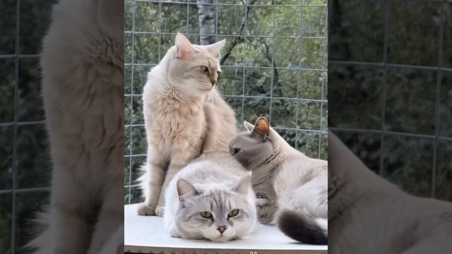 1000006105.mp4