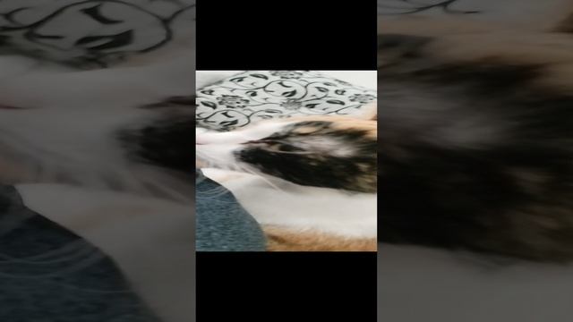 VID_20241103_192739.mp4