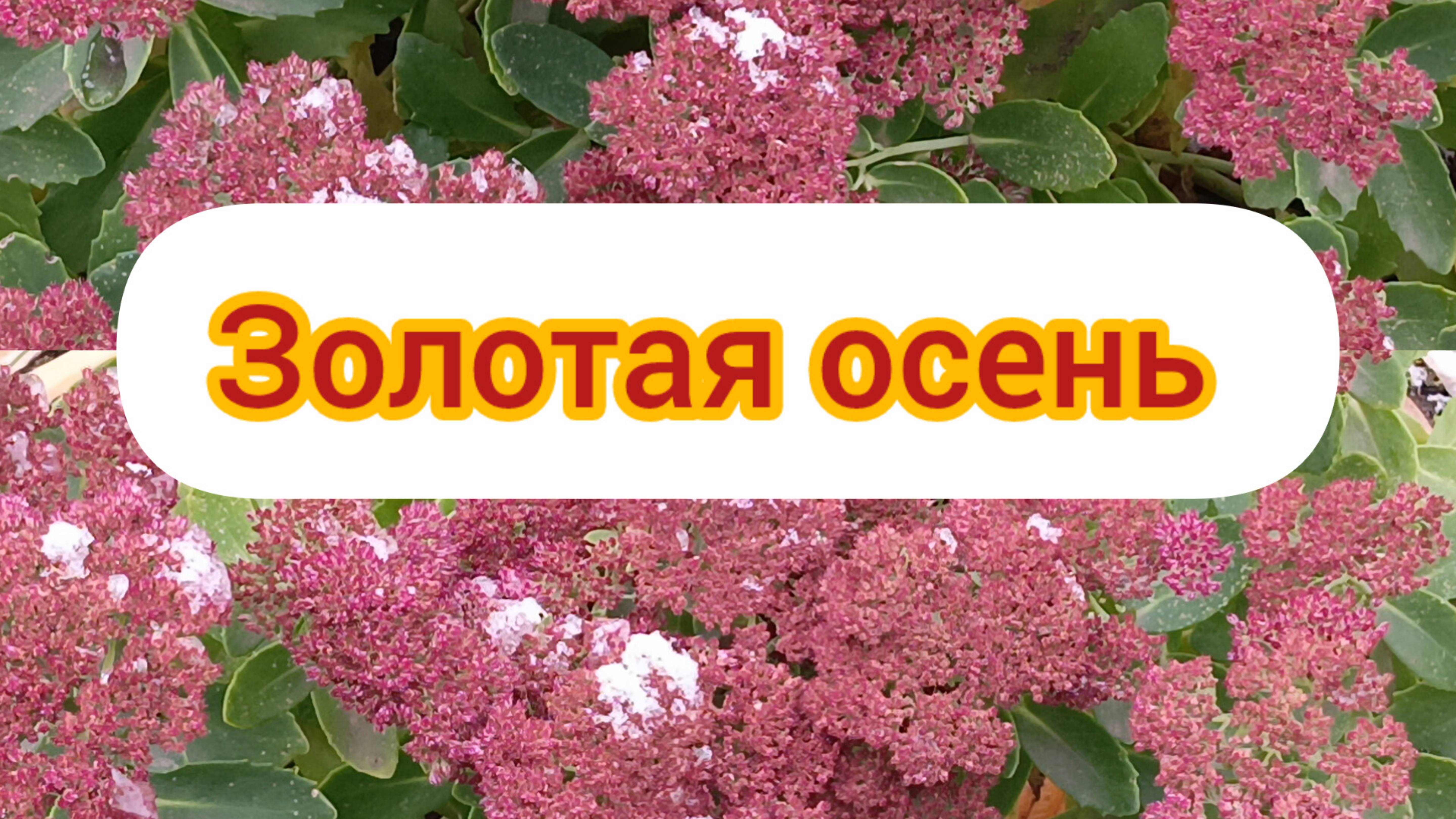 зимние вещи, золотая осень, обзор вкуснятины.