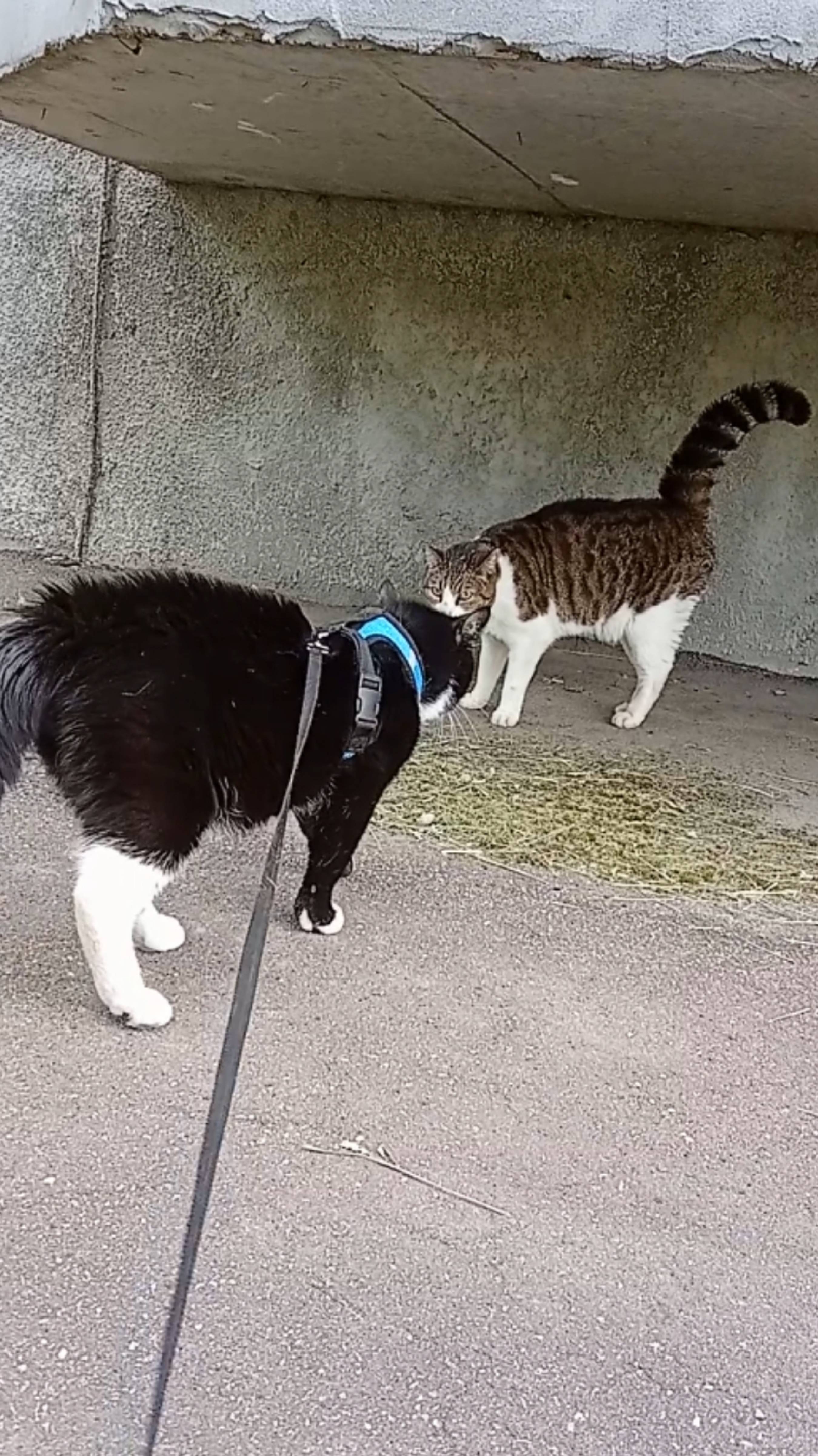 Милый домашний котик на прогулке встретил уличного кота.
