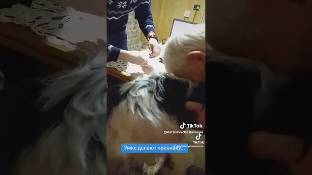 Умке сделали прививку...)))