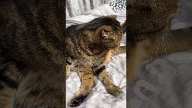 ЧЕССИ🐯УМЫТЬСЯ ПЕРЕД СНОМ