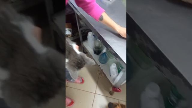 Абсцесс у котёнка