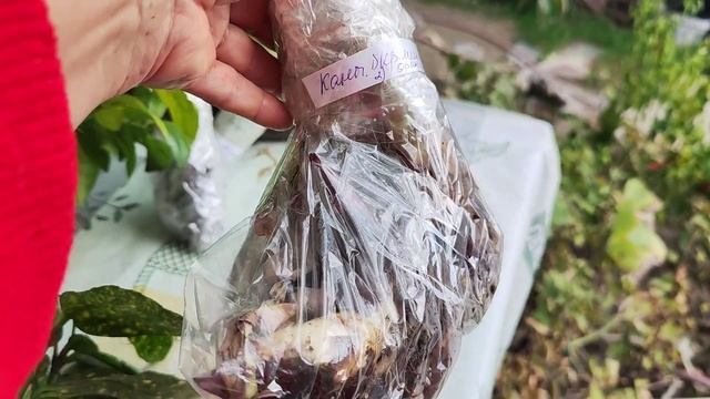 616.РАСПРОДАЖА растений, Отправка заказчику. упаковка!