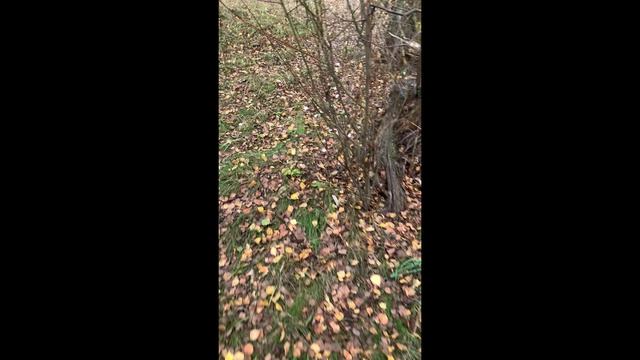 #307 Субботник в лесополосе и у реки Клязьма