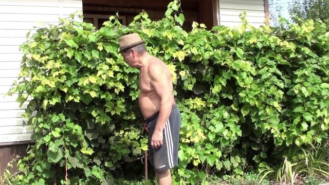 Жарко на даче// Покосил жухлую траву// Обрезал изабеллу
