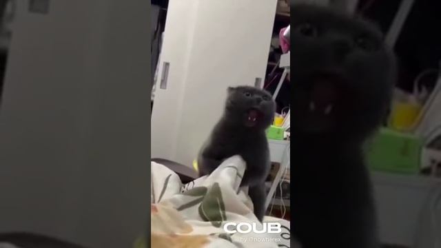 Злобный котик