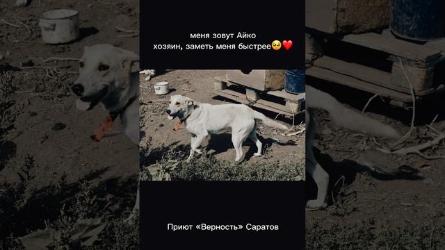 Айко ищет дом