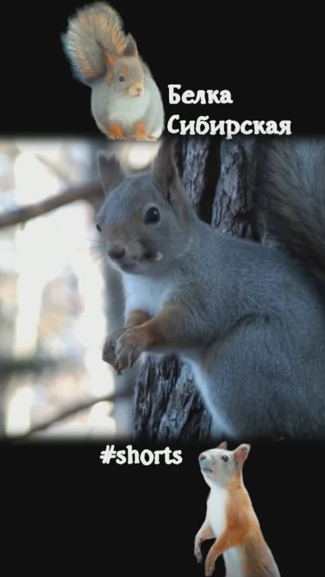 Белка в голубой шубке