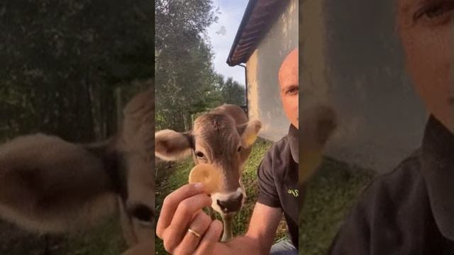 Ручная коровка!