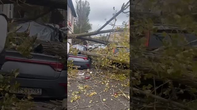 Видео с места ЧП в Аксае, где упавшее дерево раздавило 5 автомобилей. 🫣