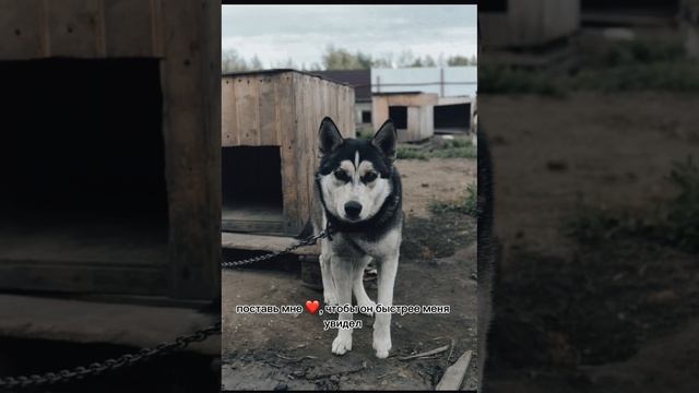 Ария ищет дом