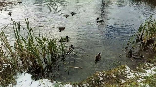 Дикие утки в пруду