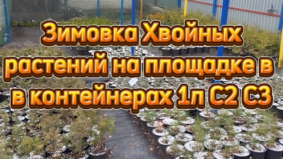 🌲Как зимуют хвойные растения на площадке в контейнерах🌲