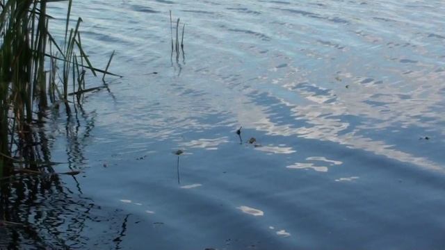Едем отдыхать на рыбалку с ночевкой// Река "Кшень", пруд в с. Захаровка Липецкой обл.