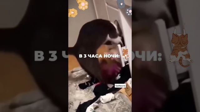 Классический котик)