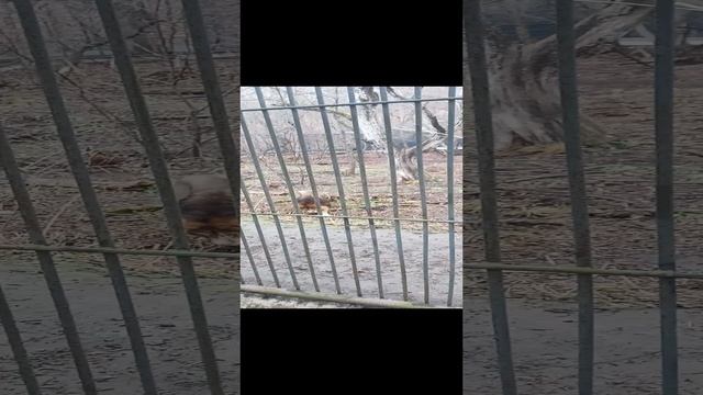 львы