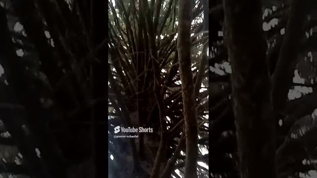 В три обхвата