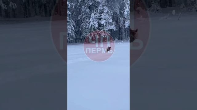 Красновишерск завалило снегом 🌨️