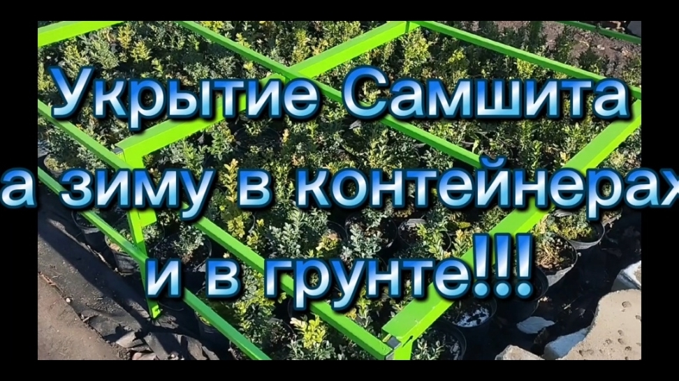 🪴Укрываем Самшит на зиму в контейнере и грунте🪴
