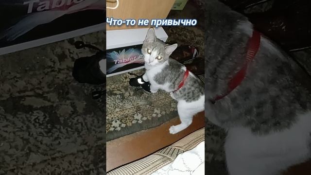 #котенок тапочки применяем как боксерские перчатки