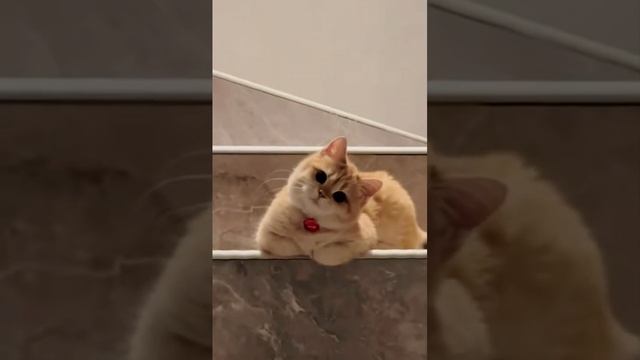 Милота❤❤🌟