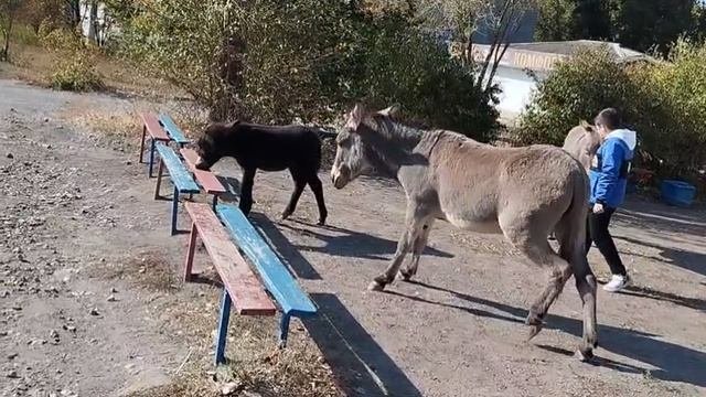 В городе средь бела дня
