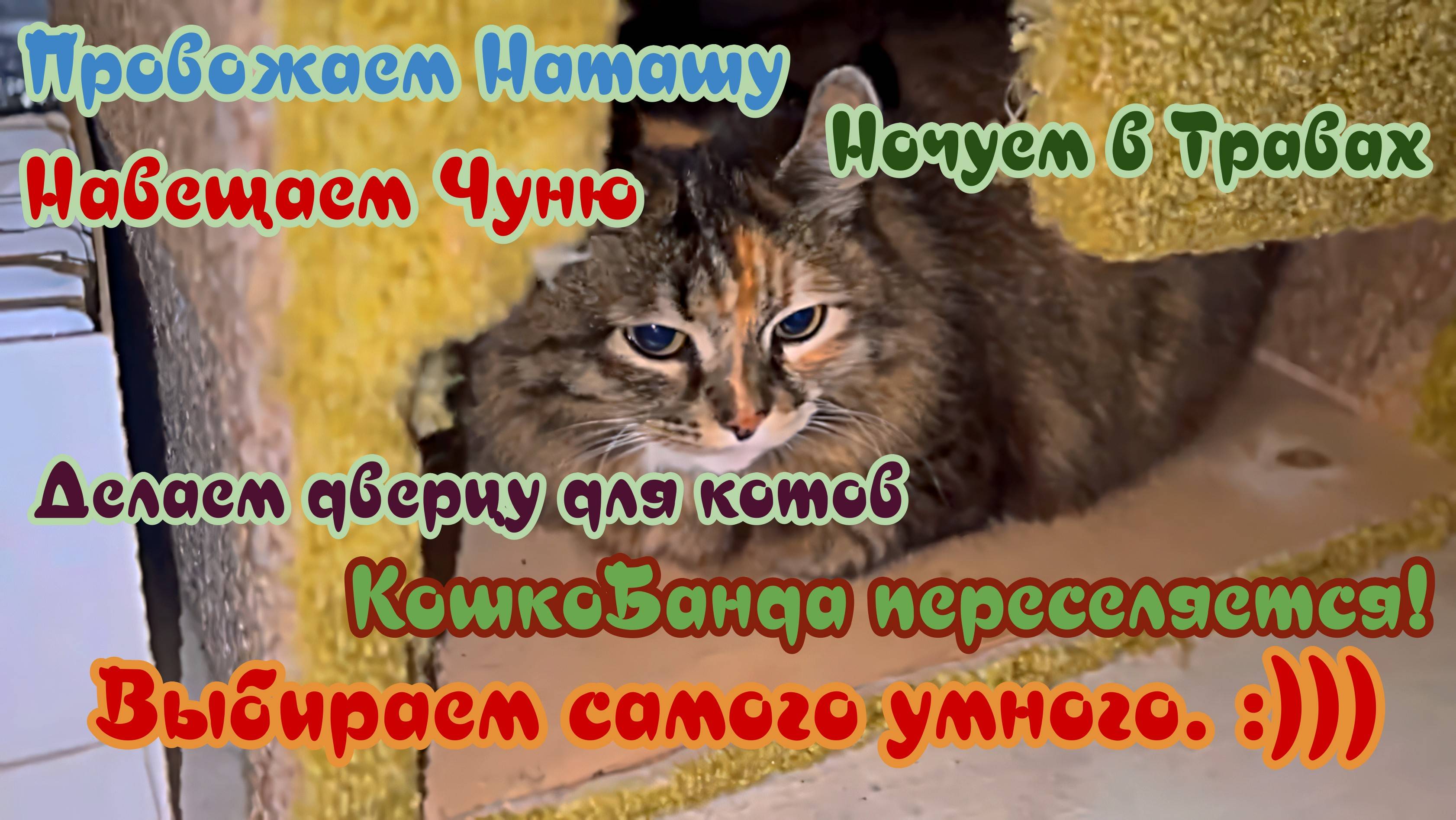 Провожаем Наташу, навещаем Чуню, ночуем в Травах, делаем дверцу для котов, выбираем самого умного!
