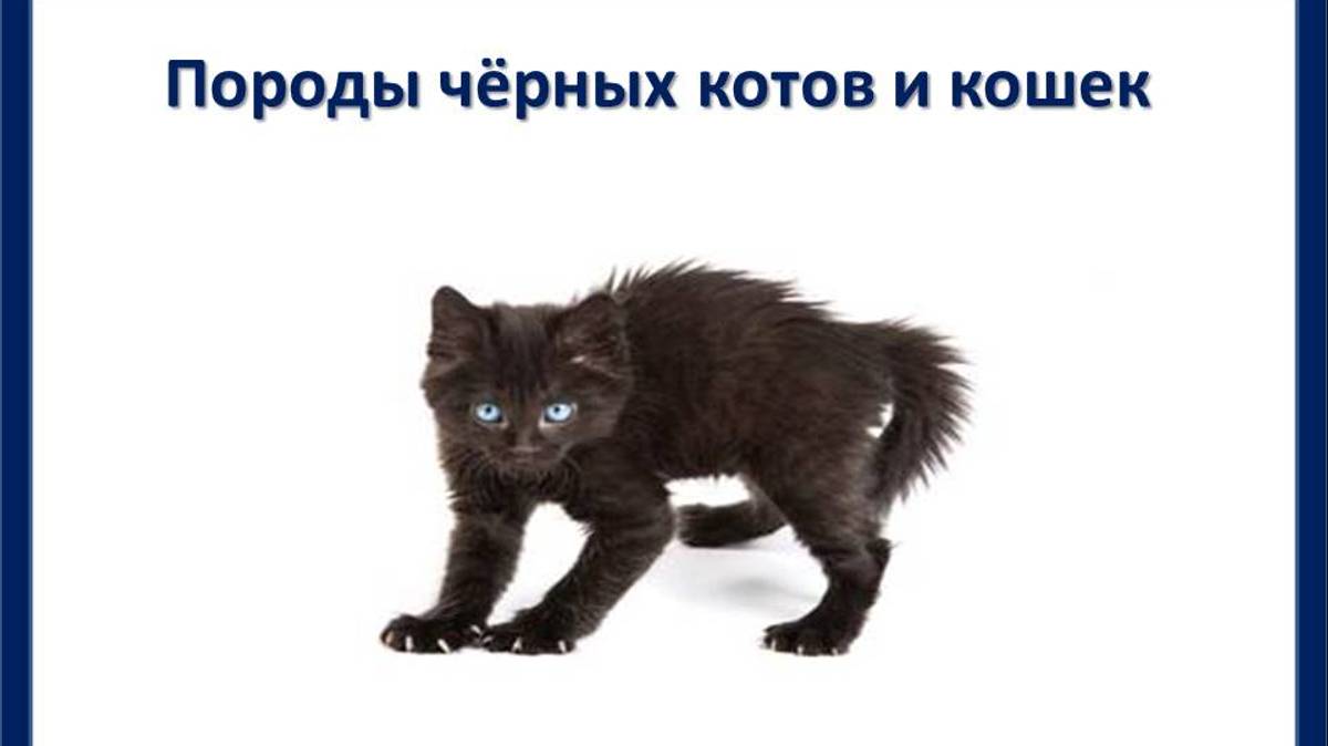 Породы черных котов и кошек