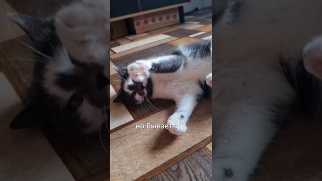 Мяу-Дзен: Как справляться с проблемами