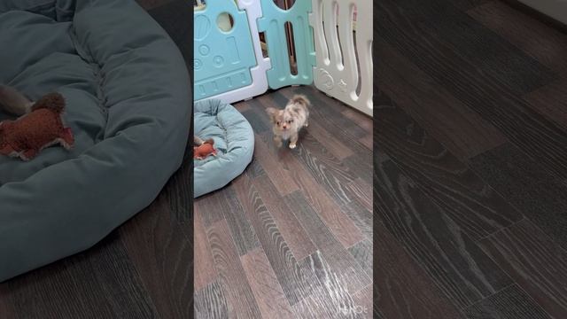 Длинношерстные братики